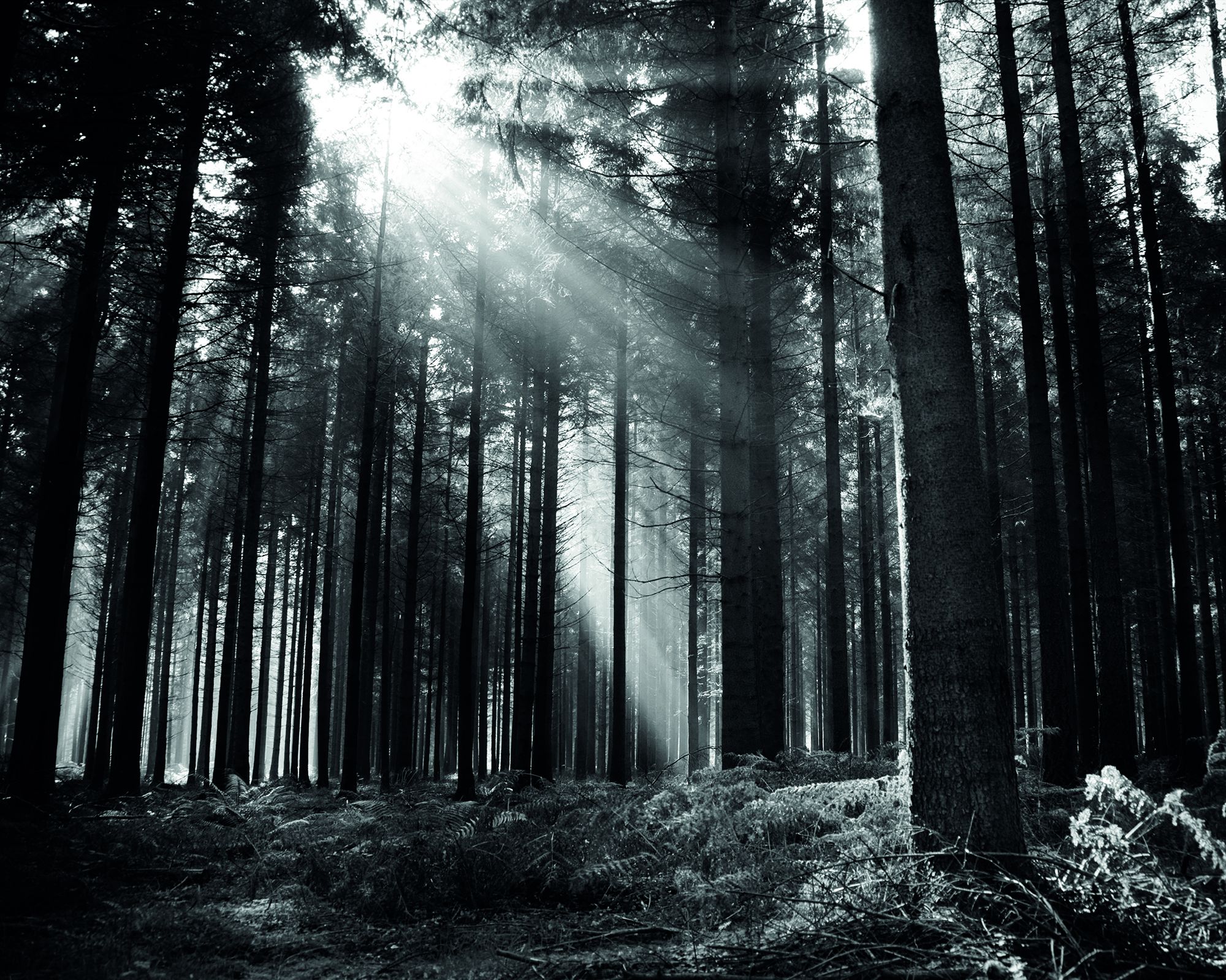 MUR438L Monochrome Forest Black & White Mural Large by Origin Murals