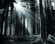 MUR438L Monochrome Forest Black & White Mural Large by Origin Murals