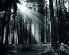 MUR438M Monochrome Forest Black & White Mural Medium by Origin Murals