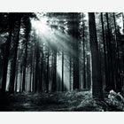 MUR438L Monochrome Forest Black & White Mural Large by Origin Murals