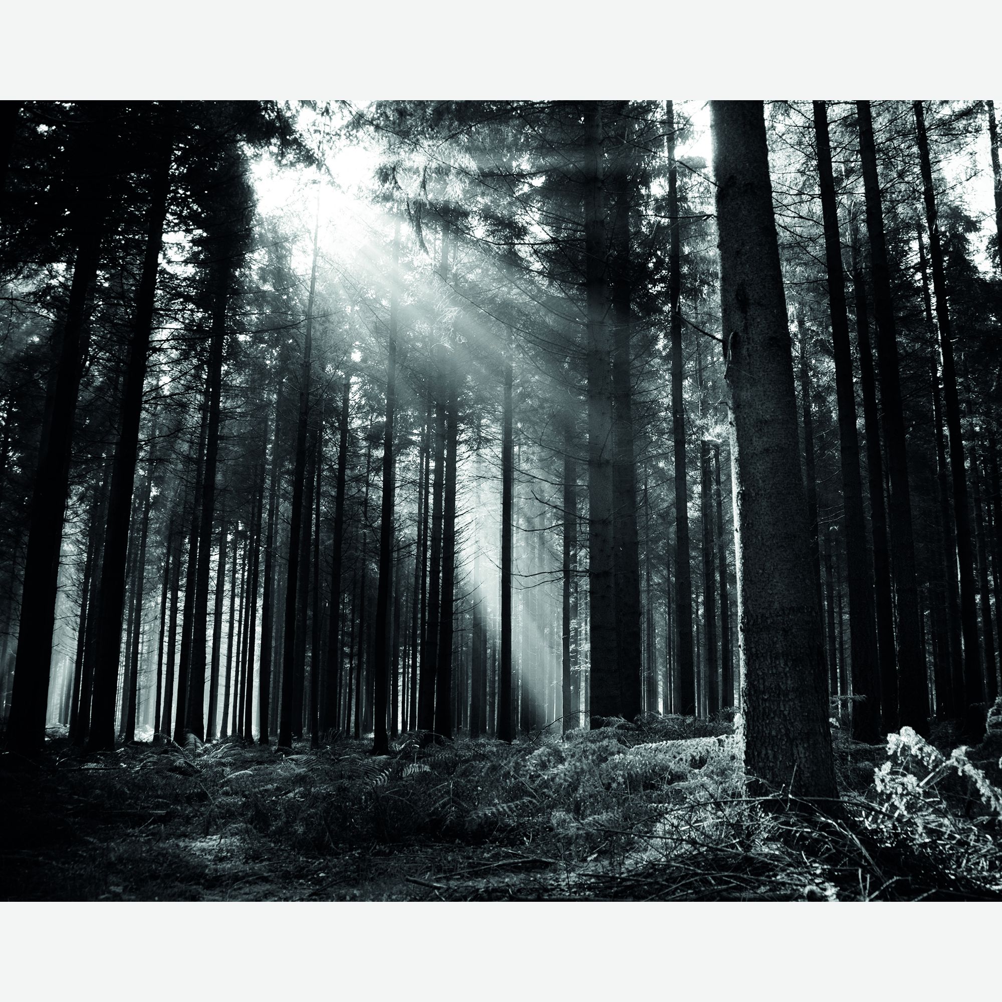 MUR438L Monochrome Forest Black & White Mural Large by Origin Murals