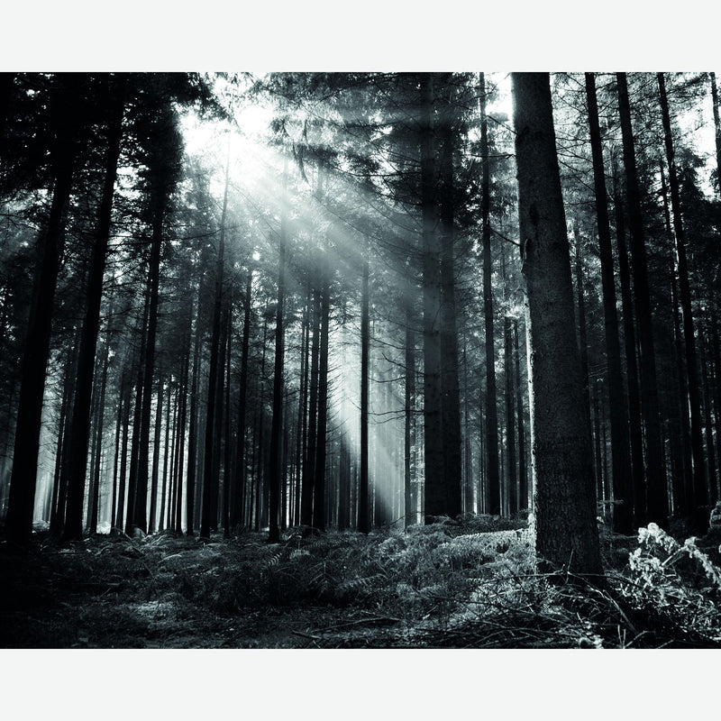 MUR438L Monochrome Forest Black & White Mural Large by Origin Murals