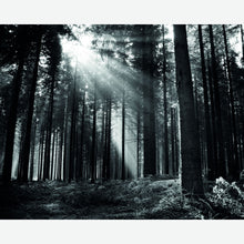 MUR438M Monochrome Forest Black & White Mural Medium by Origin Murals