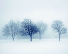 MUR439M Winter Trees Black & White Mural Medium by Origin Murals