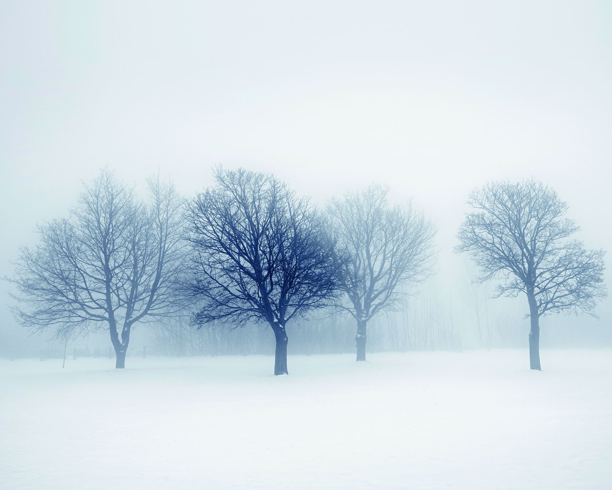 MUR439M Winter Trees Black & White Mural Medium by Origin Murals