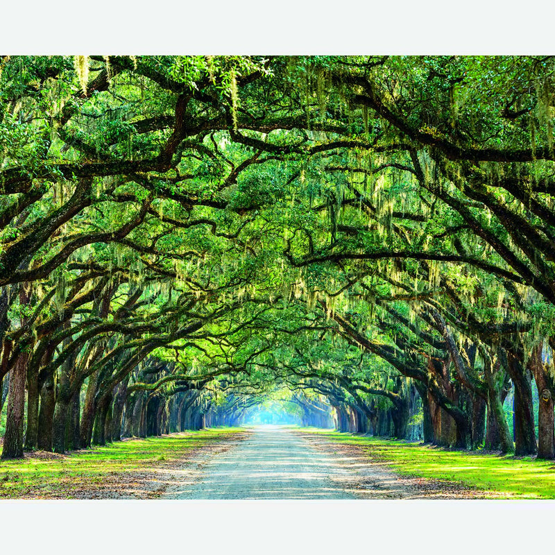 MUR441M Tree Walk Green Mural Medium by Origin Murals