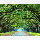 MUR441M Tree Walk Green Mural Medium by Origin Murals