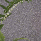 PDG1031/02 Pavonazzo Tulipa Stellata Wallpaper By Designers Guild