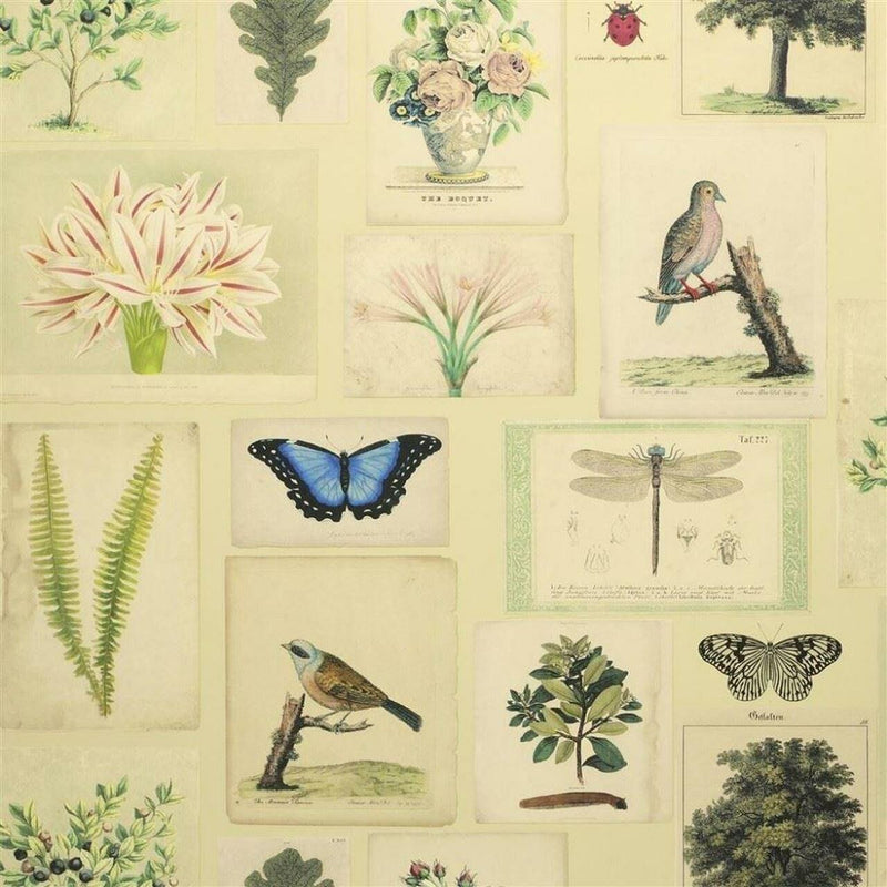 PJD6001/01 Flora & Fauna Parchment Picture Book Paper Wallpaper by Designers Guild