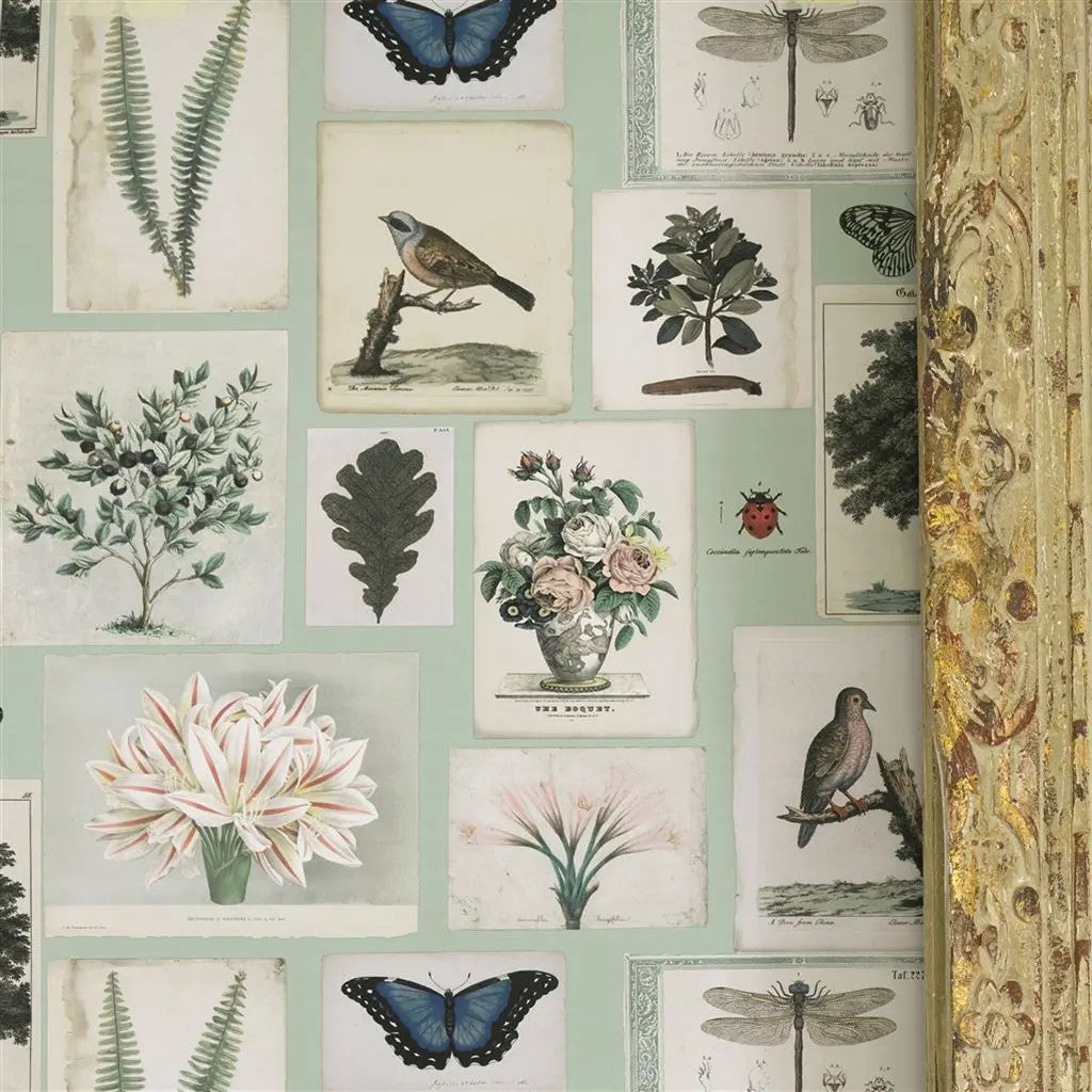 PJD6001/02 Flora & Fauna Picture Book Paper II Wallpaper by John Derian