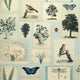 Flora & Fauna Cloud Blue Picture Book Paper Wallpaper by Designers Guild