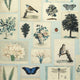 Flora & Fauna Picture Book Paper II Wallpaper by John Derian