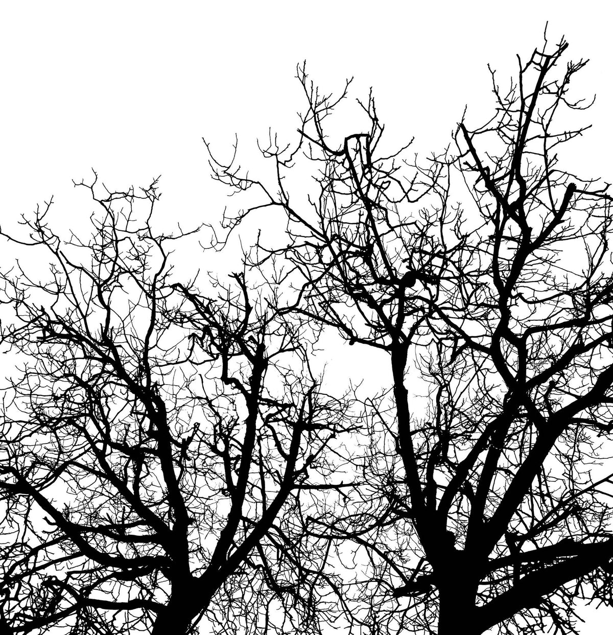 R10121 Branches Panorama Mural by Rebel Walls