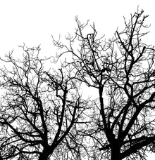 R10121 Branches Panorama Mural by Rebel Walls