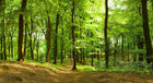 R10141 Forest Panorama Mural by Rebel Walls