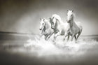 R10201 Horses Panorama Mural by Rebel Walls