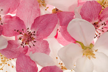 R11211 Apple Blossom Panorama Mural by Rebel Walls