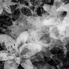 R12062 Garden of Dreams Black & White Panorama Mural by Rebel Walls