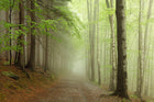R12471 Forest Path Panorama Mural by Rebel Walls