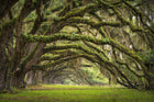 R12481 Fairy Forest Panorama Mural by Rebel Walls