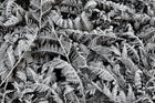 R12941 Frost Leaf Greenhouse Mural by Rebel Walls
