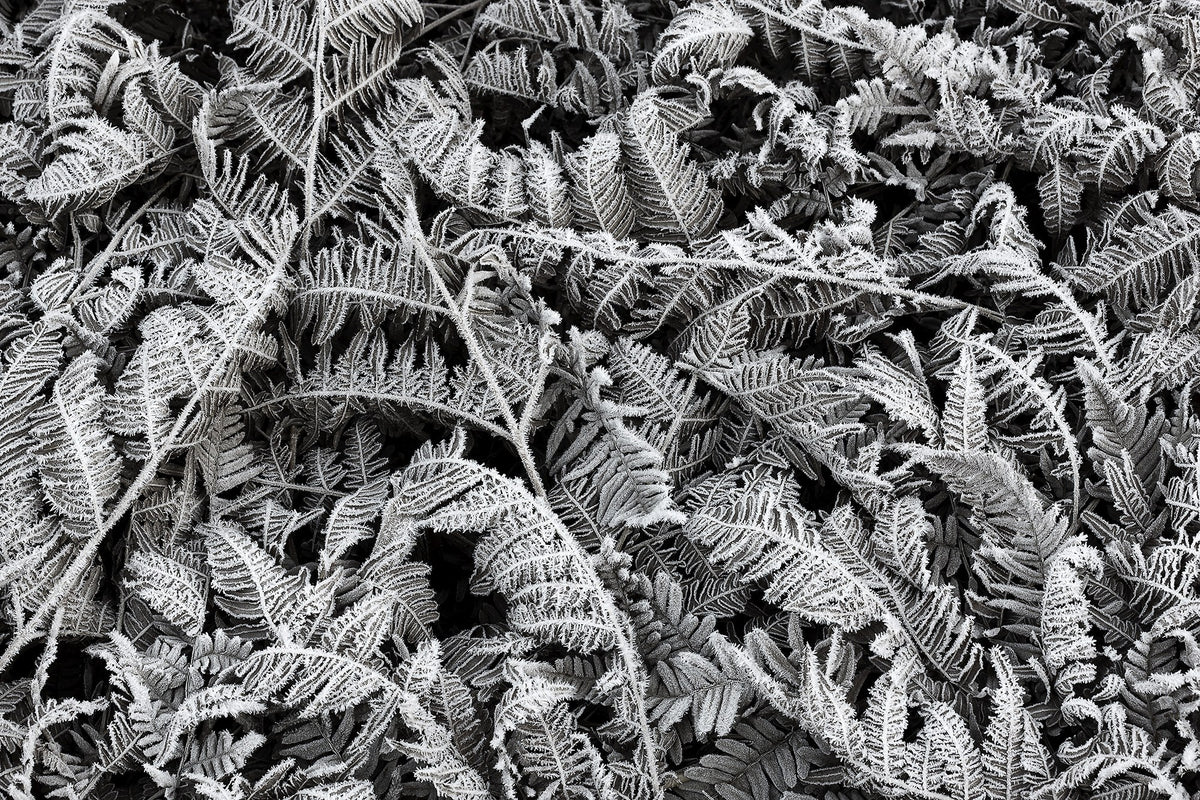 R12941 Frost Leaf Greenhouse Mural by Rebel Walls