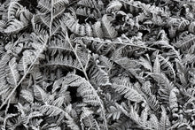 R12941 Frost Leaf Greenhouse Mural by Rebel Walls