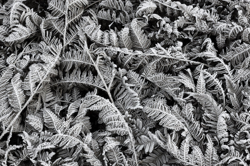 R12941 Frost Leaf Greenhouse Mural by Rebel Walls
