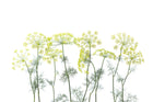 R12951 Crown Of Dill Greenhouse Mural by Rebel Walls