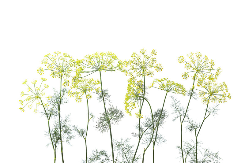 R12951 Crown Of Dill Greenhouse Mural by Rebel Walls