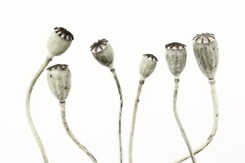 R12991 Simple Seedpod Greenhouse Mural by Rebel Walls