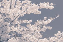 R13001 Blossom For The Bees Greenhouse Mural by Rebel Walls