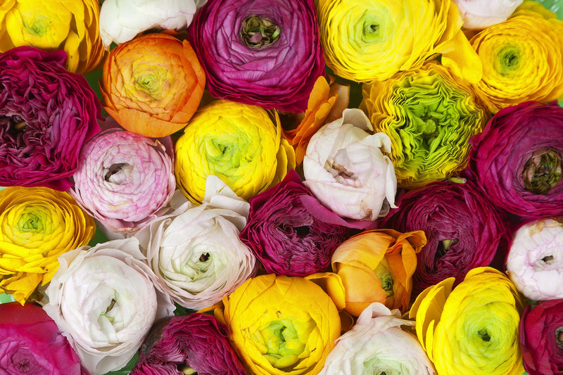 R13011 Ranunculus Greenhouse Mural by Rebel Walls