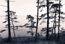 R13021 Old Pine Trees Greenhouse Mural by Rebel Walls