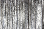 R13031 Birch Trunks Greenhouse Mural by Rebel Walls