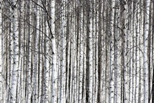 R13031 Birch Trunks Greenhouse Mural by Rebel Walls