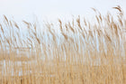 R13601 Swaying Wheat Shore & Lines Mural by Rebel Walls