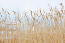 R13601 Swaying Wheat Shore & Lines Mural by Rebel Walls