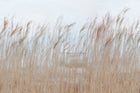 R13602 Swaying Reed Shore & Lines Mural by Rebel Walls