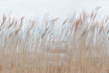 R13602 Swaying Reed Shore & Lines Mural by Rebel Walls