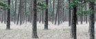 R13711 Pine Forest Mural by Rebel Walls
