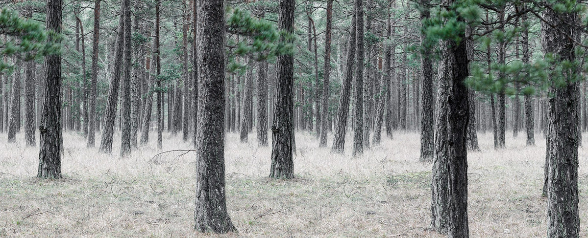 R13711 Pine Forest Mural by Rebel Walls