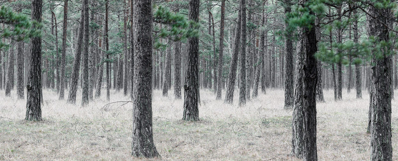 R13711 Pine Forest Mural by Rebel Walls