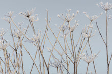 R13721 Frostwork Mural by Rebel Walls