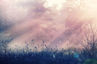 R15361 Pink Dawn Dusty Pink Mural by Rebel Walls