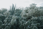 R15611 Cacti Palette Mural by Rebel Walls