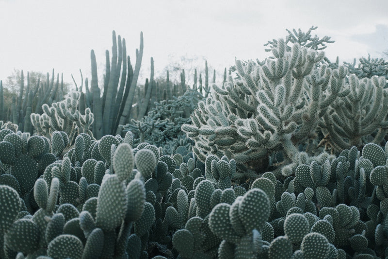 R15611 Cacti Palette Mural by Rebel Walls