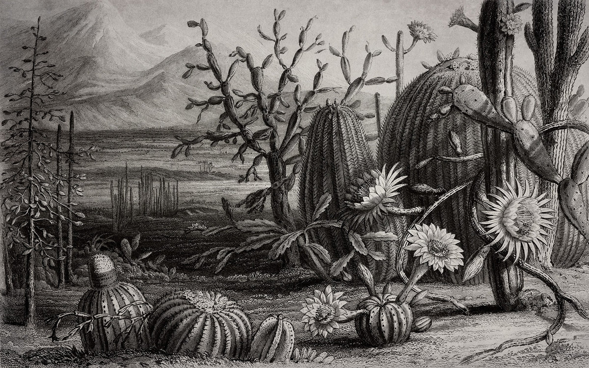 R15741 Cactus Garden Flora Maxima Mural by Rebel Walls