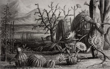R15741 Cactus Garden Flora Maxima Mural by Rebel Walls