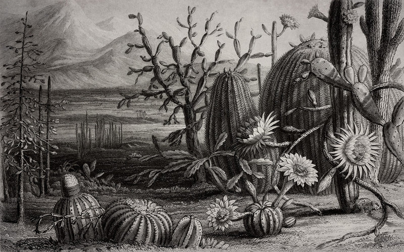 R15741 Cactus Garden Flora Maxima Mural by Rebel Walls